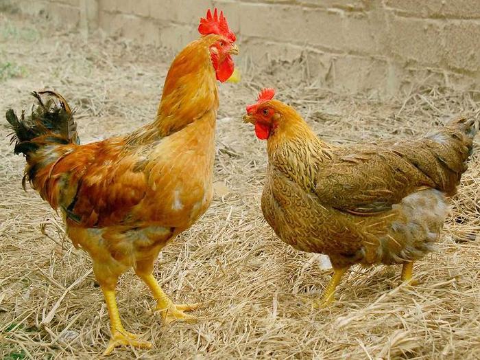 Các bệnh phổ biến thường gặp ở gà: nguyên nhân, biểu hiện và cách điều trị - kythuatcanhtac.com