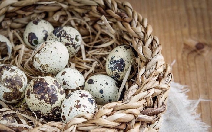 Cách nuôi chim cút đẻ trứng. Mô hình nuôi chim cút sinh sản làm giàu - kythuatcanhtac.com