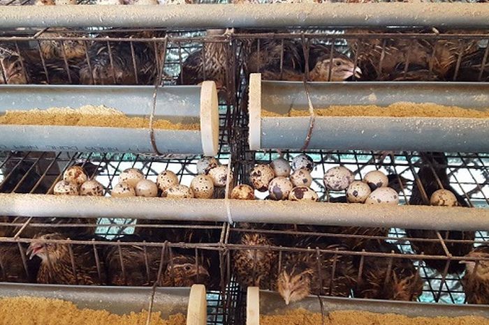 Cách nuôi chim cút đẻ trứng. Mô hình nuôi chim cút sinh sản làm giàu - kythuatcanhtac.com