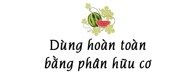 Ông bố Phú Thọ làm vườn sân thượng theo bí quyết riêng, rau quả xanh tốt quanh năm - 13 - kythuatcanhtac.com