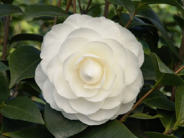 Hoa Trà: Hình ảnh, ý nghĩa, cách trồng và chăm sóc giúp hoa nở đẹp - 4 - kythuatcanhtac.com