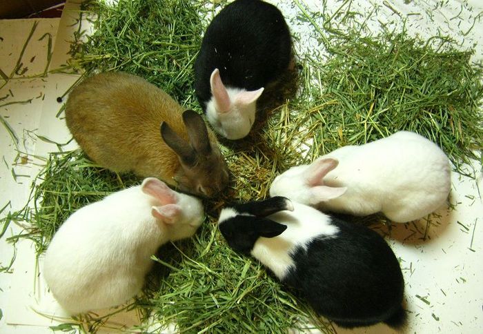 Các giống thỏ ở Việt Nam. Giá thỏ giống và thỏ thịt các giống hiện nay - kythuatcanhtac.com