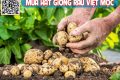 Cách trồng khoai tây trong thùng xốp - kythuatcanhtac.com