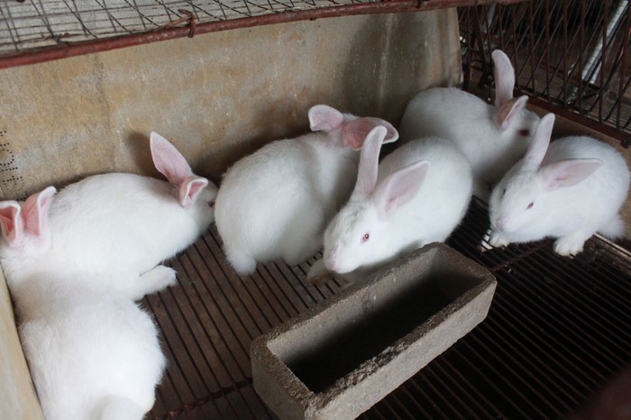 Kỹ thuật nuôi thỏ sinh sản. Cách nuôi thỏ con và thỏ mẹ sau khi sinh - kythuatcanhtac.com