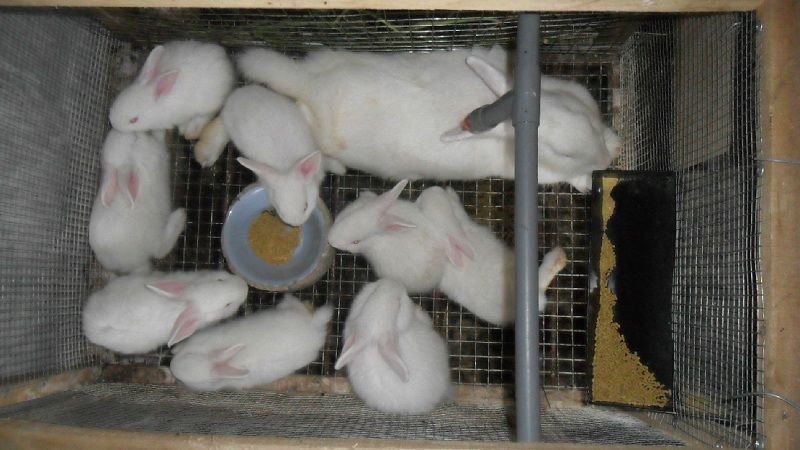 Cho thỏ ăn gì? Các loại thức ăn cho thỏ. Thức ăn nuôi thỏ thịt & sinh sản - kythuatcanhtac.com