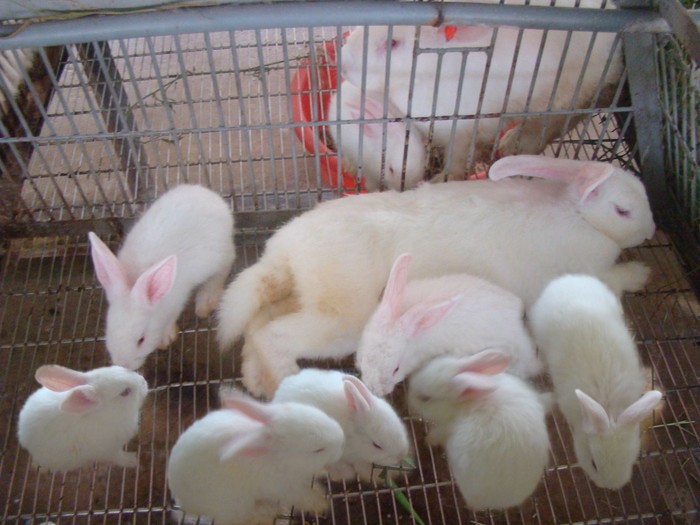 Kỹ thuật nuôi thỏ sinh sản. Cách nuôi thỏ con và thỏ mẹ sau khi sinh - kythuatcanhtac.com