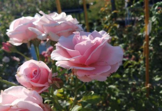 Hoa hồng leo Billet Doux hồng phấn tuyệt đẹp 6 - kythuatcanhtac.com