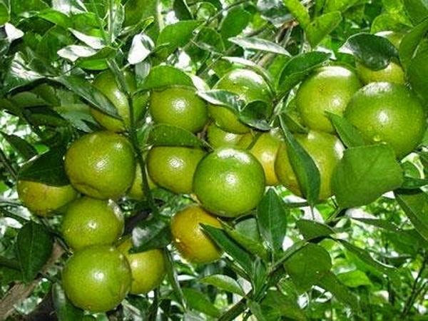 Cây chanh - Đặc điểm, phân loại, cách trồng và chăm sóc ra quả nhiều - 3 - kythuatcanhtac.com