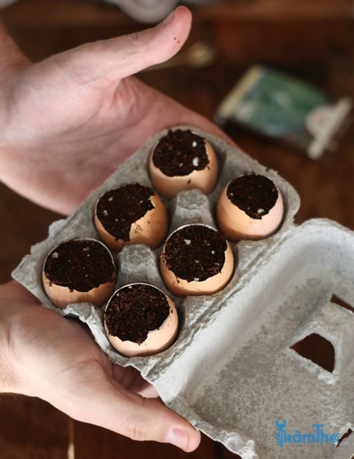 Cách gieo hạt trồng cây con trong vỏ trứng - kythuatcanhtac.com