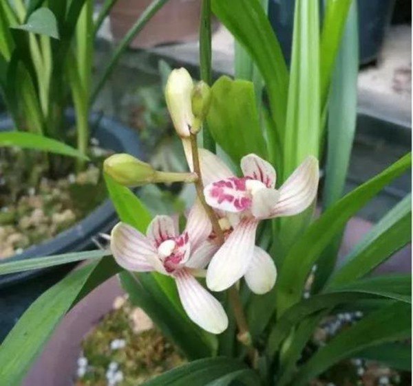 Chọn trồng 4 loại hoa này trên ban công, vừa đẹp, tươi lâu và dễ chịu - 1 - kythuatcanhtac.com