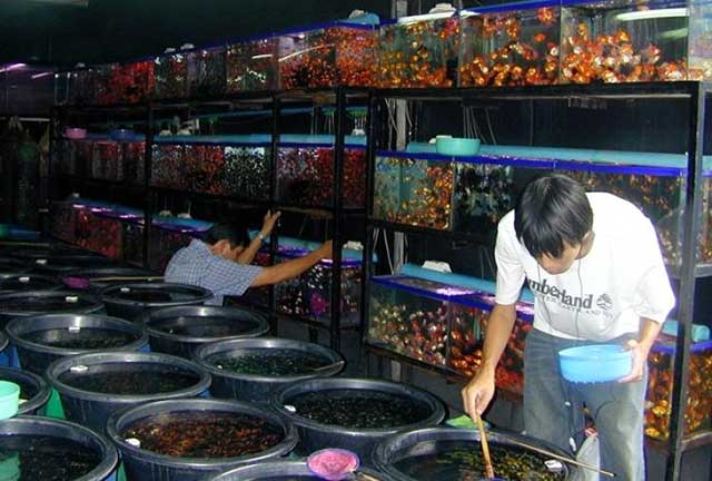 phúc long - chợ cá cảnh hà thành - kythuatcanhtac.com