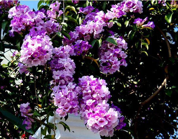Dây ánh hồng hoa đẹp dễ trồng leo nhanh 8 - kythuatcanhtac.com