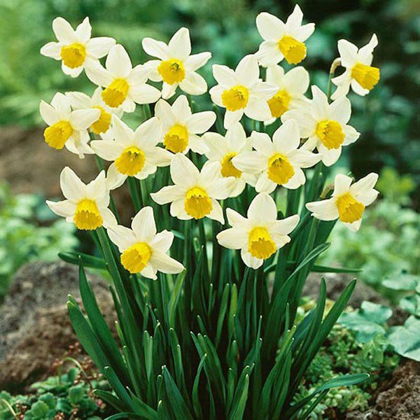Những loại hoa đánh thức tài lộc, sáng đặt bàn thờ Thần Tài chiều gặp may - 6 - kythuatcanhtac.com