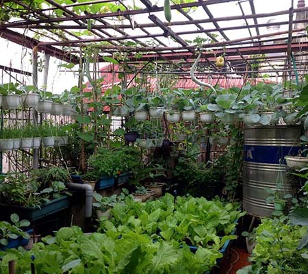 Mô hình trồng rau của cô giáo Hà Nội trên sân thượng - kythuatcanhtac.com