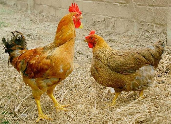 Nuôi gà thả vườn cần bao nhiêu vốn? Giá các giống gà thả vườn tốt nhất hiện nay - kythuatcanhtac.com
