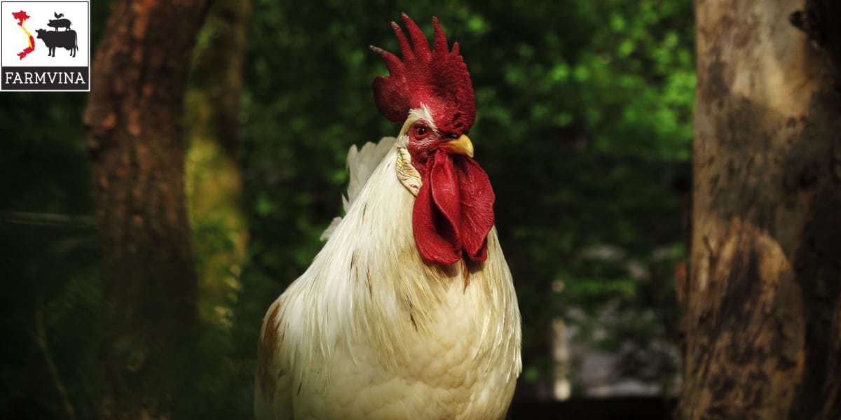 Nuôi gà thả vườn cần bao nhiêu vốn? Giá các giống gà thả vườn tốt nhất hiện nay - kythuatcanhtac.com