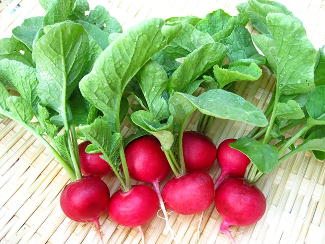 Cách trồng củ cải đỏ - kythuatcanhtac.com