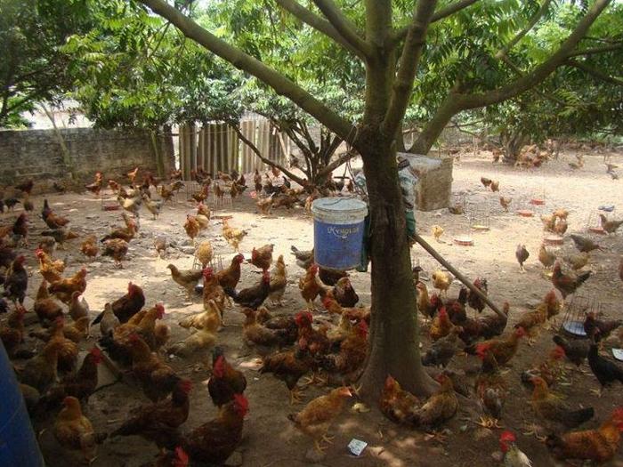 Kỹ thuật nuôi gà đẻ trứng thả vườn. Kích thích gà thả vườn đẻ siêu trứng - kythuatcanhtac.com
