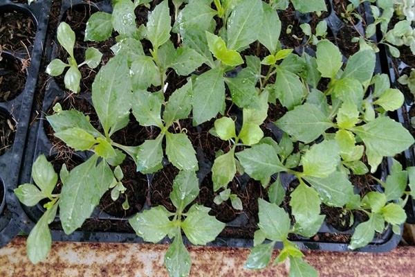 Cách trồng hoa thược dược nở đúng tết - kythuatcanhtac.com