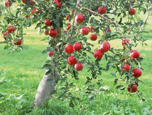 Cây táo tàu (cây hồng táo) – Cây ăn quả độc đáo có nhiều giá trị kinh tế 10 - kythuatcanhtac.com