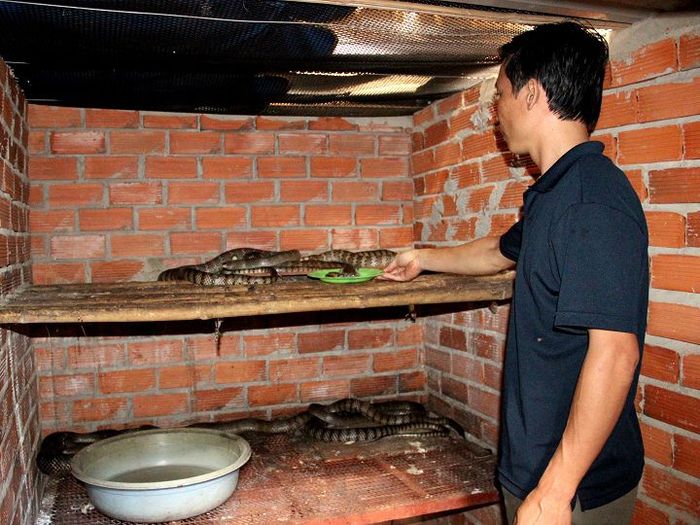 Rắn ráo trâu có độc không? Kỹ thuật nuôi rắn ráo trâu ở miền Bắc - kythuatcanhtac.com