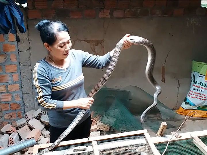 Rắn ráo trâu có độc không? Kỹ thuật nuôi rắn ráo trâu ở miền Bắc - kythuatcanhtac.com