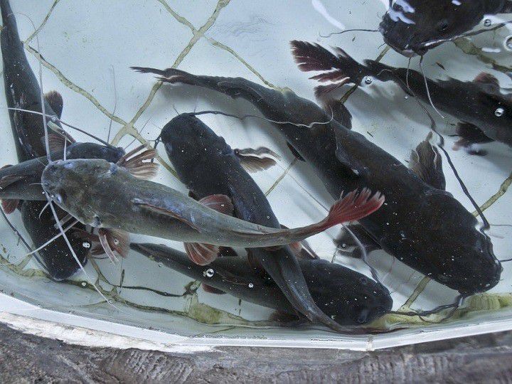 Các trại cá giống tại TPHCM. Trang trại cung cấp cá giống ở miền Nam - kythuatcanhtac.com