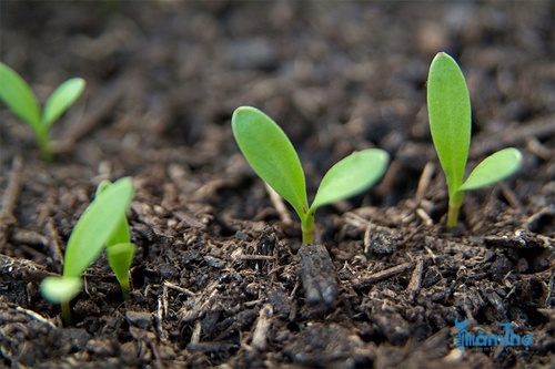 3 cách làm ấm đất để gieo hạt giúp hạt nảy mầm nhanh hơn - kythuatcanhtac.com