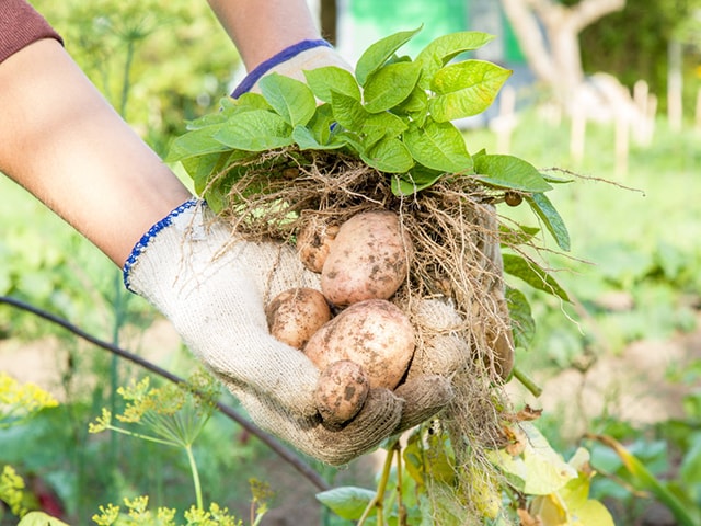 Cách trồng khoai tây - kythuatcanhtac.com