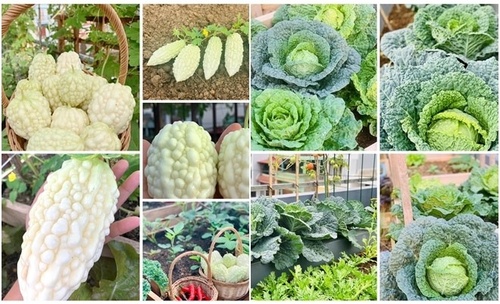 Mẹ Tây Bắc hé lộ cách làm sân thượng trồng cả trăm loại rau, hiếm khi phải ra chợ mua - 19 - kythuatcanhtac.com