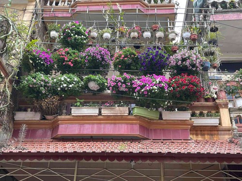 Ngẩn ngơ ngắm ngôi nhà phủ kín hoa dạ yến thảo của mẹ đảm Hưng Yên - 1 - kythuatcanhtac.com