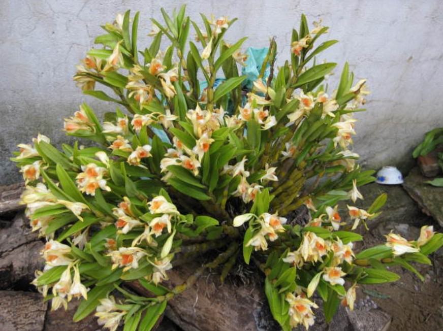 Hoa lan nhất điểm hoàng - Nguồn gốc, đặc điểm, cách trồng và chăm sóc hoa lan nhất điểm hoàng 18 - kythuatcanhtac.com