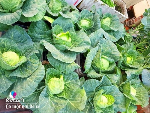 Mẹ Hưng Yên cẩu đất lên sân thượng trồng cà chua, vài tháng sau được cả vườn sai lúc lỉu - 5 - kythuatcanhtac.com