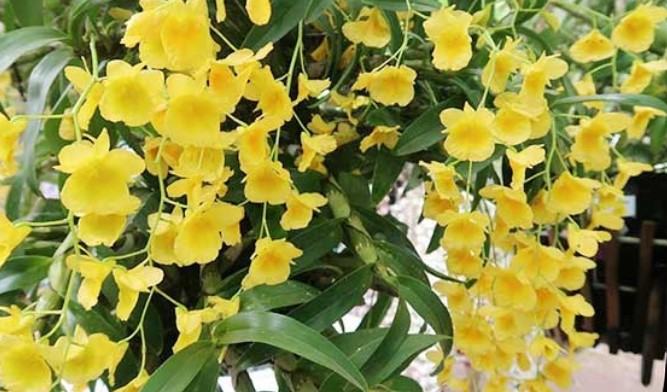Hoa lan kim điệp xuân - Loài hoa mang đến sắc hương rực rỡ cho ngày tết 16 - kythuatcanhtac.com
