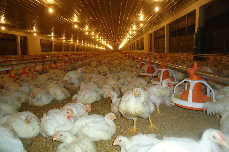 Lịch tiêm vacxin cho gà thịt và gà đẻ trứng. Bảng giá các loại vacxin cho gà - kythuatcanhtac.com