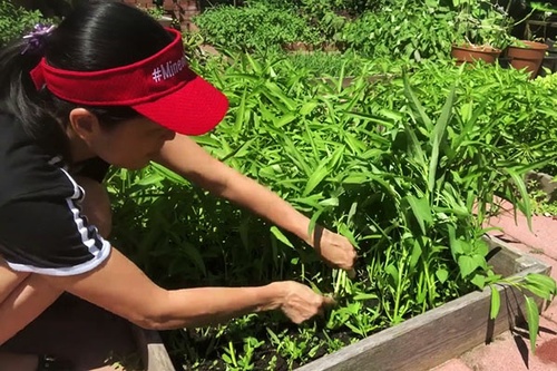 Cách trồng rau muống cạn - kythuatcanhtac.com