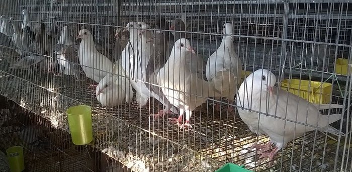 Cách nuôi chim bồ câu nhốt chuồng. Cách nuôi chim bồ câu thả rong - kythuatcanhtac.com
