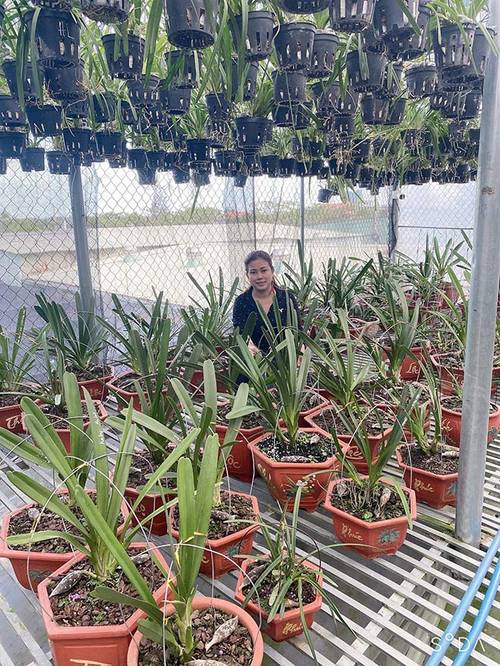 Chủ vườn lan Hằng Nguyễn: Từ bỏ nghiệp giáo để thực hiện niềm đam mê với hoa lan - 4 - kythuatcanhtac.com