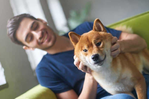 Chó Shiba - Nguồn gốc, đặc điểm và cách chăm sóc chú chó shiba 10 - kythuatcanhtac.com
