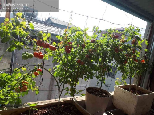 Mẹ đảm mách cách trồng cà chua trên ban công cho quả sai trĩu trịt - 3 - kythuatcanhtac.com