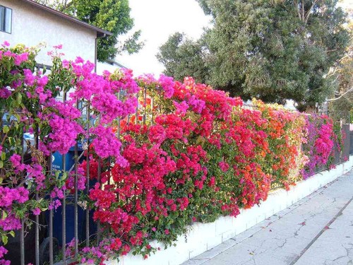 Cách trồng hoa giấy ngũ sắc cho ngôi nhà đẹp lung linh - 3 - kythuatcanhtac.com