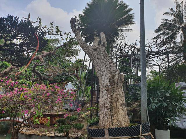 Ngắm cây vạn tuế có dáng “cong mềm mại” chủ vườn chào giá amp;#34;khủngamp;#34; - 1 - kythuatcanhtac.com