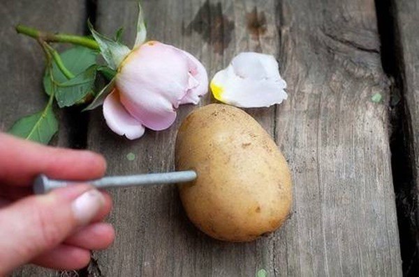 Vỏ khoai tây chứa nhiều vitamin, bỏ 1 nắm vào gốc cây tác dụng tốt hơn phân bón - 3 - kythuatcanhtac.com