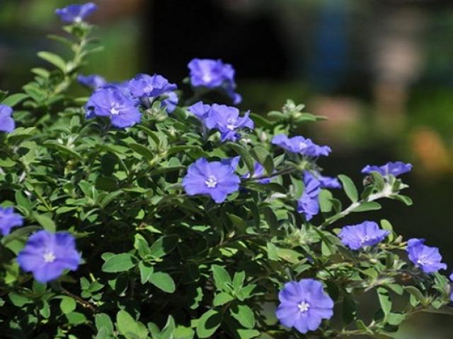 Hoa Thanh Tú - Đặc điểm, ý nghĩa và cách trồng cho hoa nở tuyệt đẹp - kythuatcanhtac.com