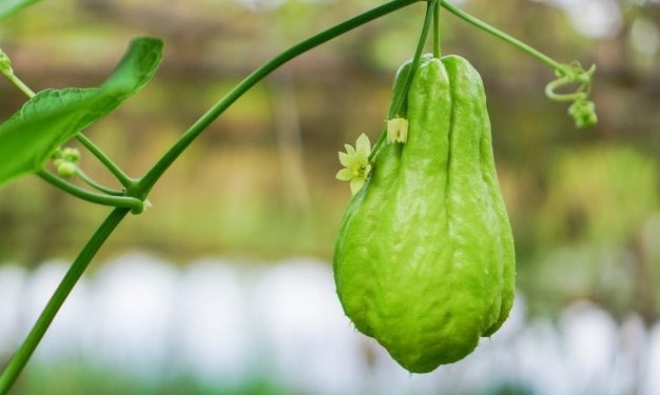 3 loại rau này hợp “người lười”, trồng một lần ăn chục năm, ra tới 600 quả - 3 - kythuatcanhtac.com