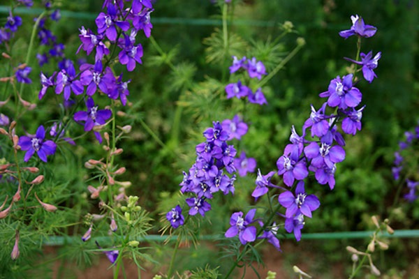 Hoa Violet: Hình ảnh, cách cắm và ý nghĩa loài hoa màu tím tuyệt đẹp - 4 - kythuatcanhtac.com