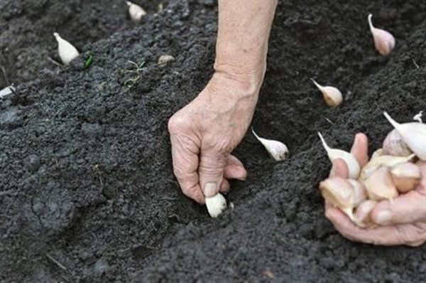 Cách trồng tỏi dễ như ăn kẹo, lấy 1 tép vùi vào đất mấy tuần sau ăn không hết - 3 - kythuatcanhtac.com