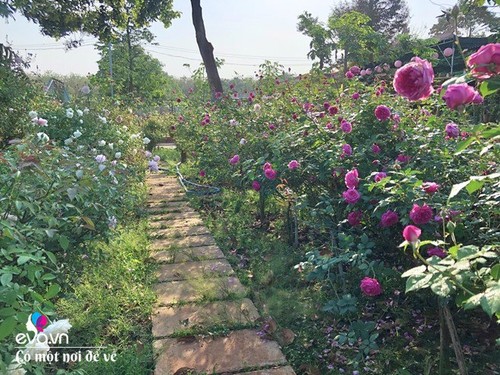 Mẹ Vũng Tàu dựng nhà gỗ 15m2 làm chốn lui về, trồng 50 khóm hồng bao quanh như thiên đường - 15 - kythuatcanhtac.com