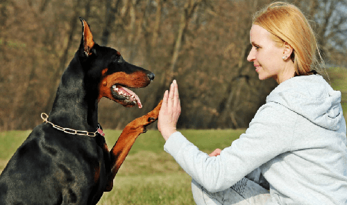 Chó Rottweiler - Hướng dẫn mua và cách nuôi Chó Rottweiler A-Z 20 - kythuatcanhtac.com