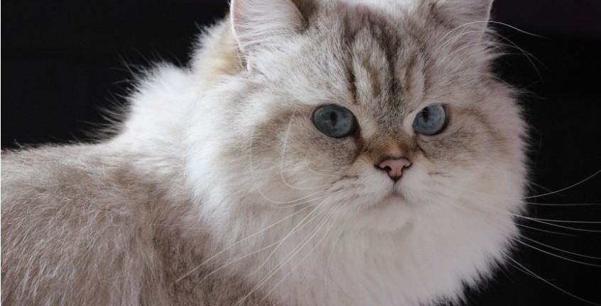 Kiến thức Mèo Anh Lông Dài (British Longhair Cat) A-Z 24 - kythuatcanhtac.com